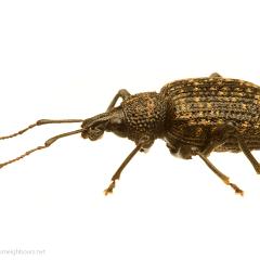 MYN Vine Weevil 